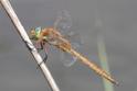 Isoaeschna isoceles (Green-eyed Hawker) male 4.JPG